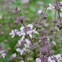 BASIL 羅勒