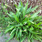 Lance-leaf Plantain