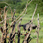 African Harrier-Hawk