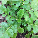 White Radish