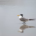 Crested Tern