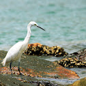 Little Egret (小白鷺)