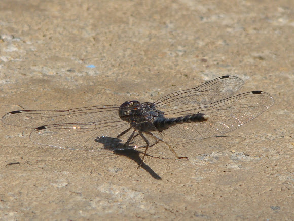 Spotting Image 1