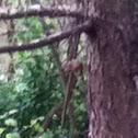 Chipmunk