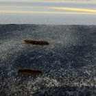 Western tent caterpillar