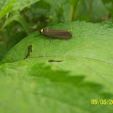 Yellow-collared Scape Moth