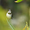 Variable seedeater