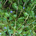 Trailing Speedwell