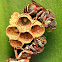 Paper Wasps