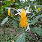 Lollipop Plant