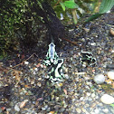 Green and Black Poison Dart Frog