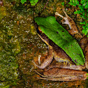 Large Odorous Frog