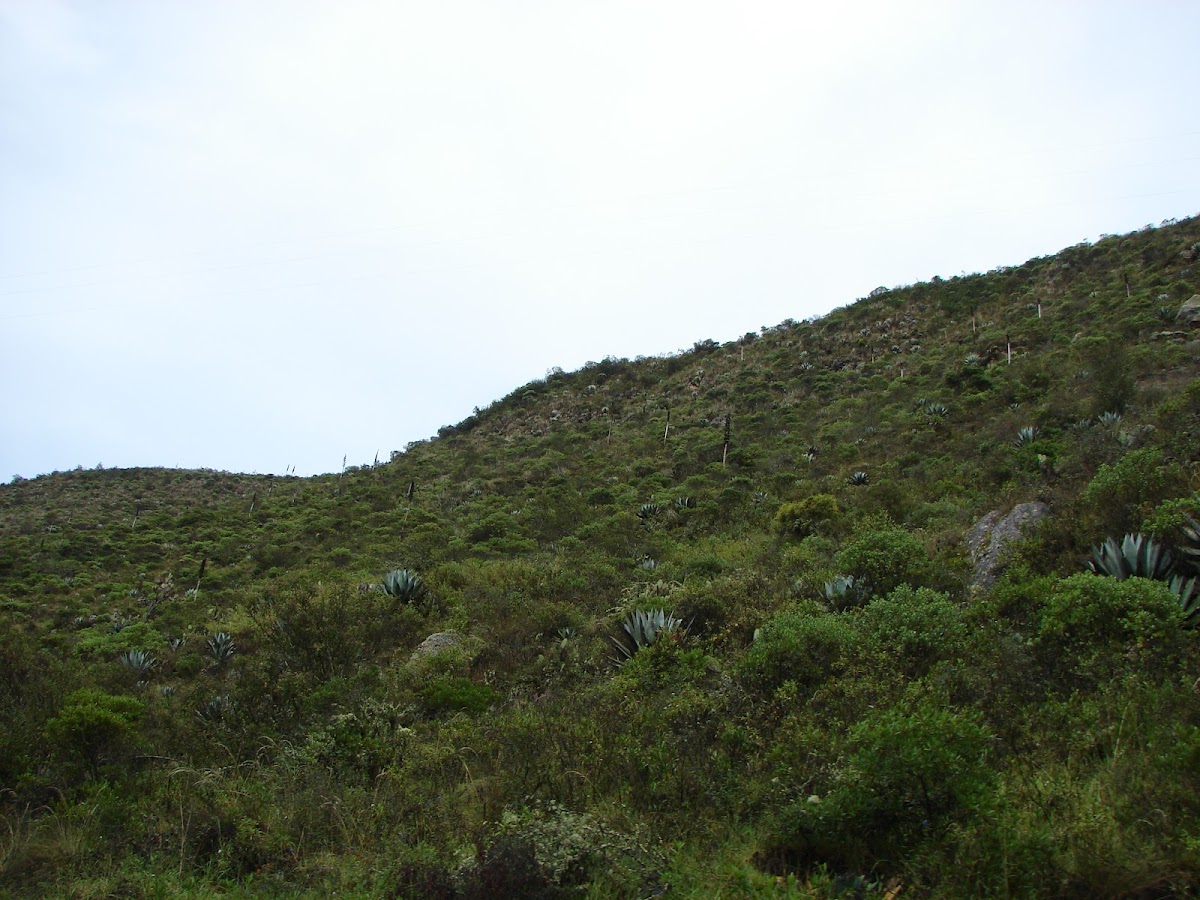 Frailejon