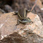 Elegant Snake-eyed Skink