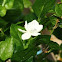 Jasmine