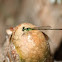 Fragile Forktail