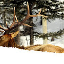 Elk