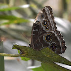Common Morpho