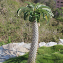 Pachypodium