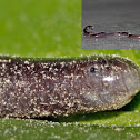 Worm snake