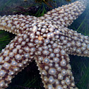 Giant Sea Star