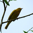 Yellow Warbler