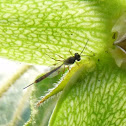Ichneumonid wasp