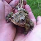American Toad
