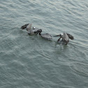 Brown Pelican