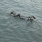 Brown Pelican