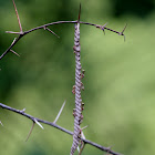 Wasp Nest