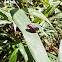 Spittlebug