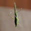 grasshopper