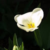 White Tulip