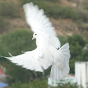 Dove