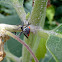 Small Milkweed Bug