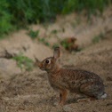 Eastern Cottontail