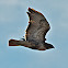 Red-Tailed Hawk