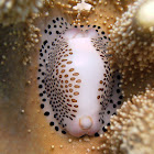Little Egg Cowry