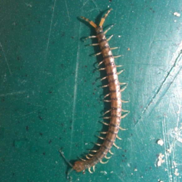 Spotting Image 1