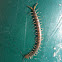 Centipede