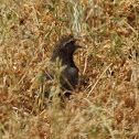 Red-winged Blackbird (female)