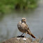 Weaver - Female?