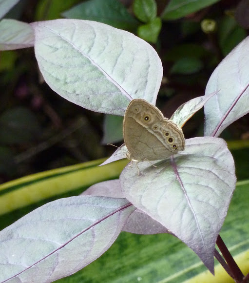 Spotting Image 1