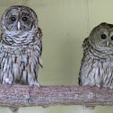 Barred Owl