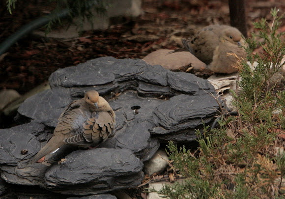 Spotting Image 1