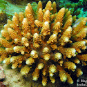 Spiny Acropora