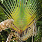 Traveller's Palm