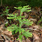 Ground cedar