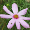 Flower and fly